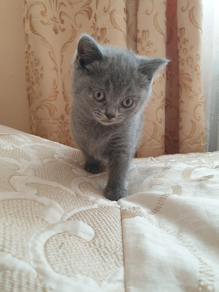 image for British Shorthair Kittens for Sale 