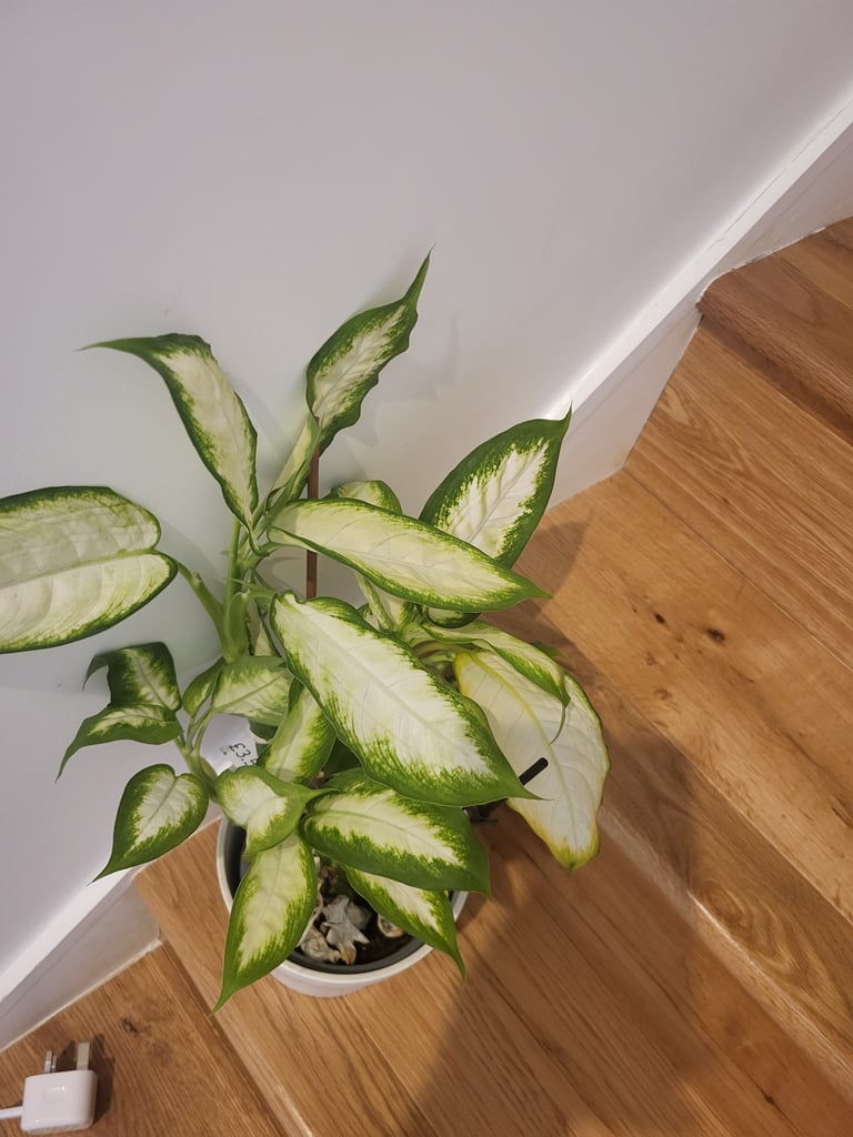image for Indoor plant for sale