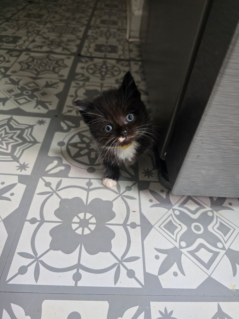 image for *REDUCED LAST GIRL LEFT*  Kittens