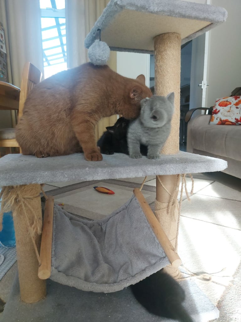 5 british shorthair cats