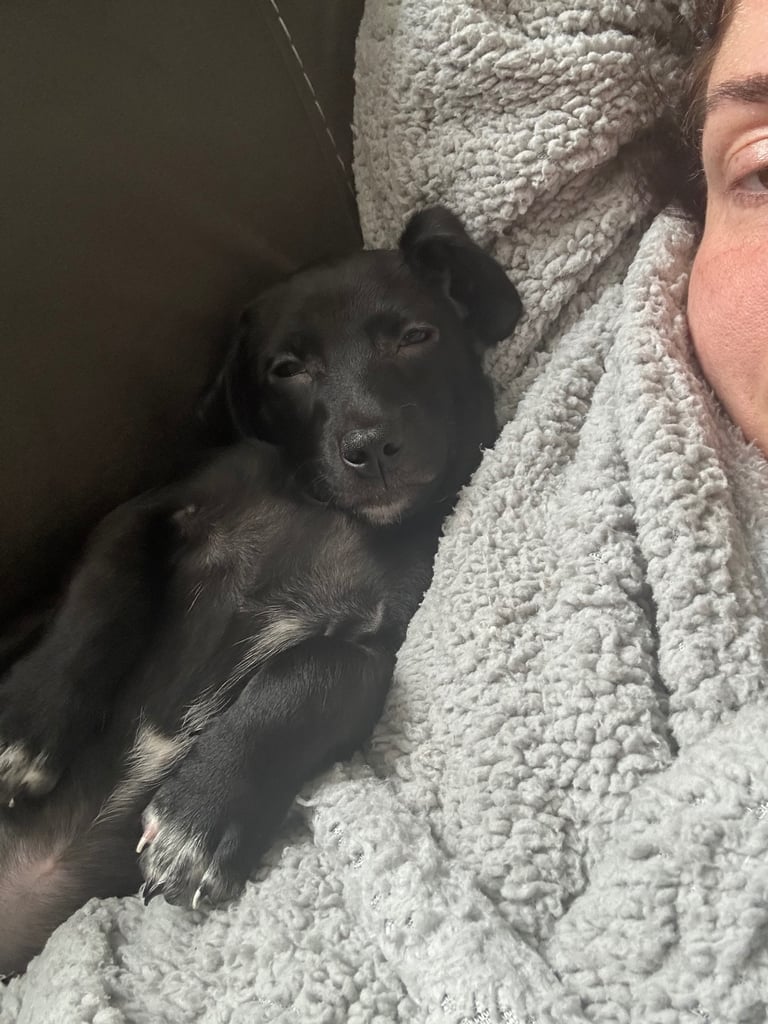 image for Miniature dachshund 