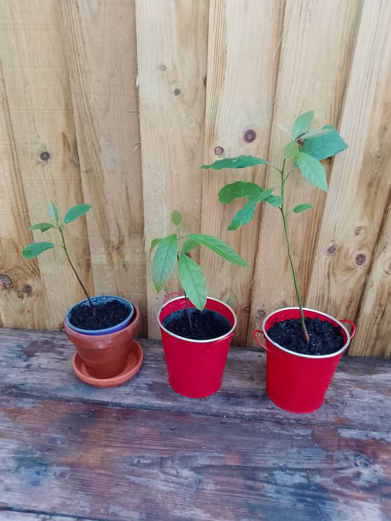 image for Avocado tree in a pot