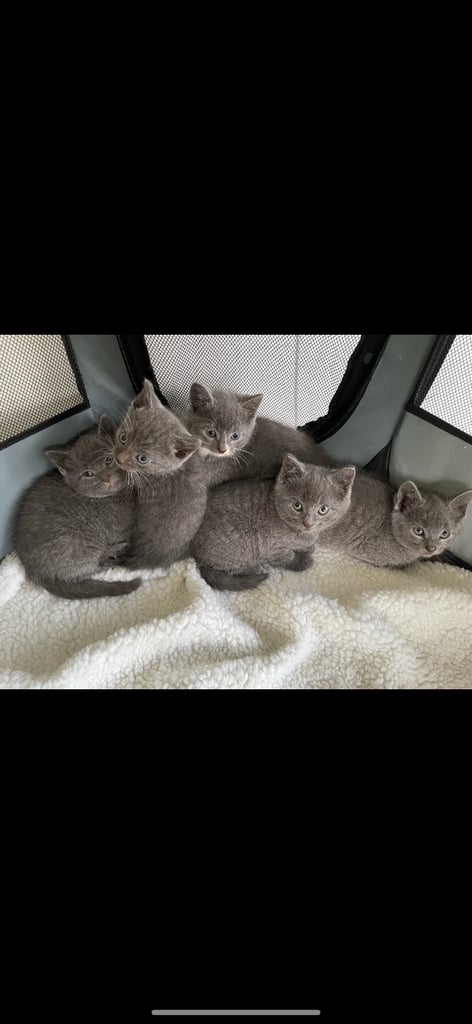 BRITISH SHORTHAIR KITTENS 