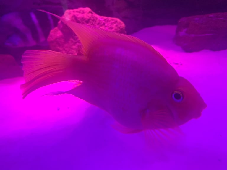 Parrot fish 9