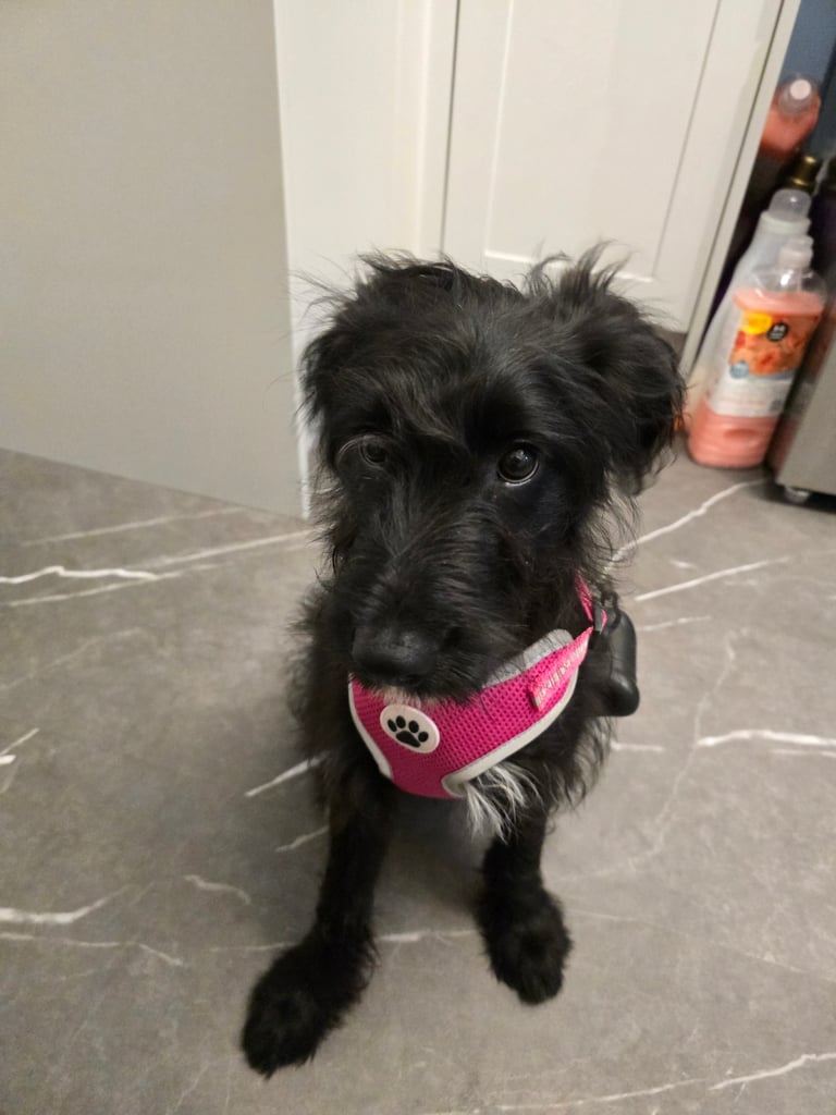 Border Collie×cockapoo