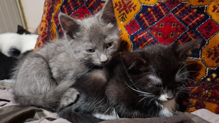 5 kittens ready to go to new homes 