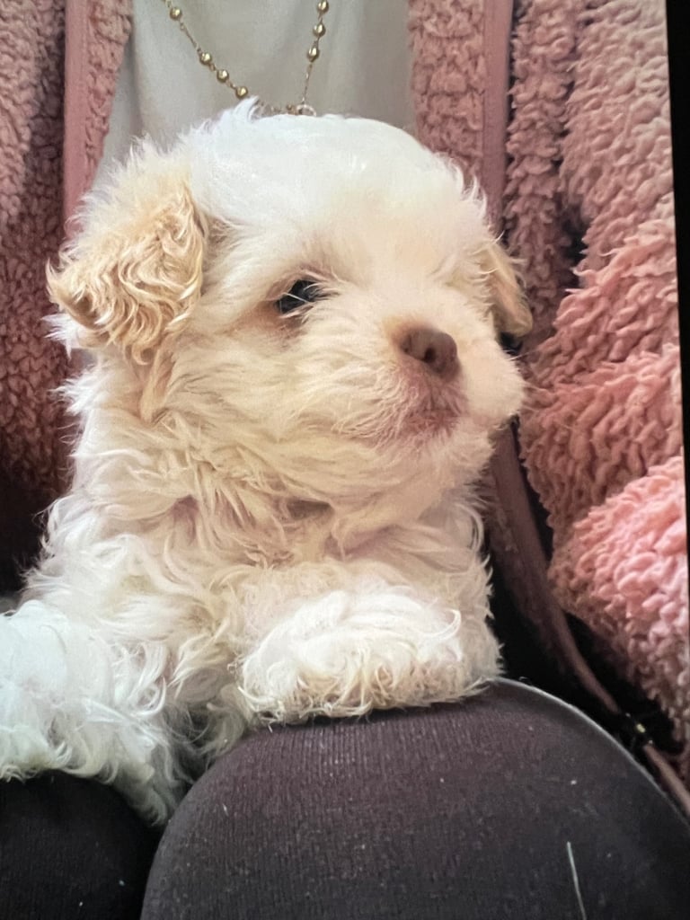 Maltese