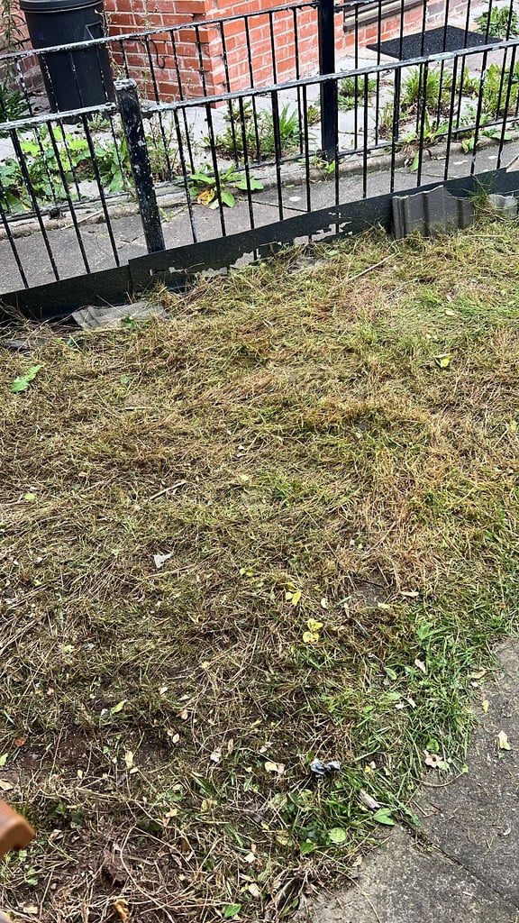 Tree cutting and removal and hedges cutting 
