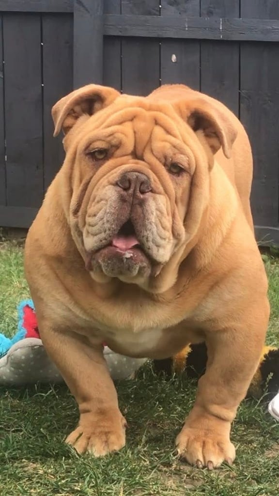 Minibull bulldog puppies 