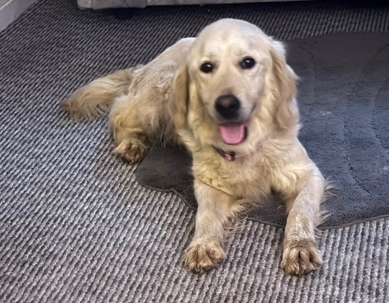 Retriever x fox red Labrador 