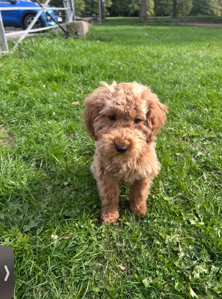 image for KC registered miniature poodle 