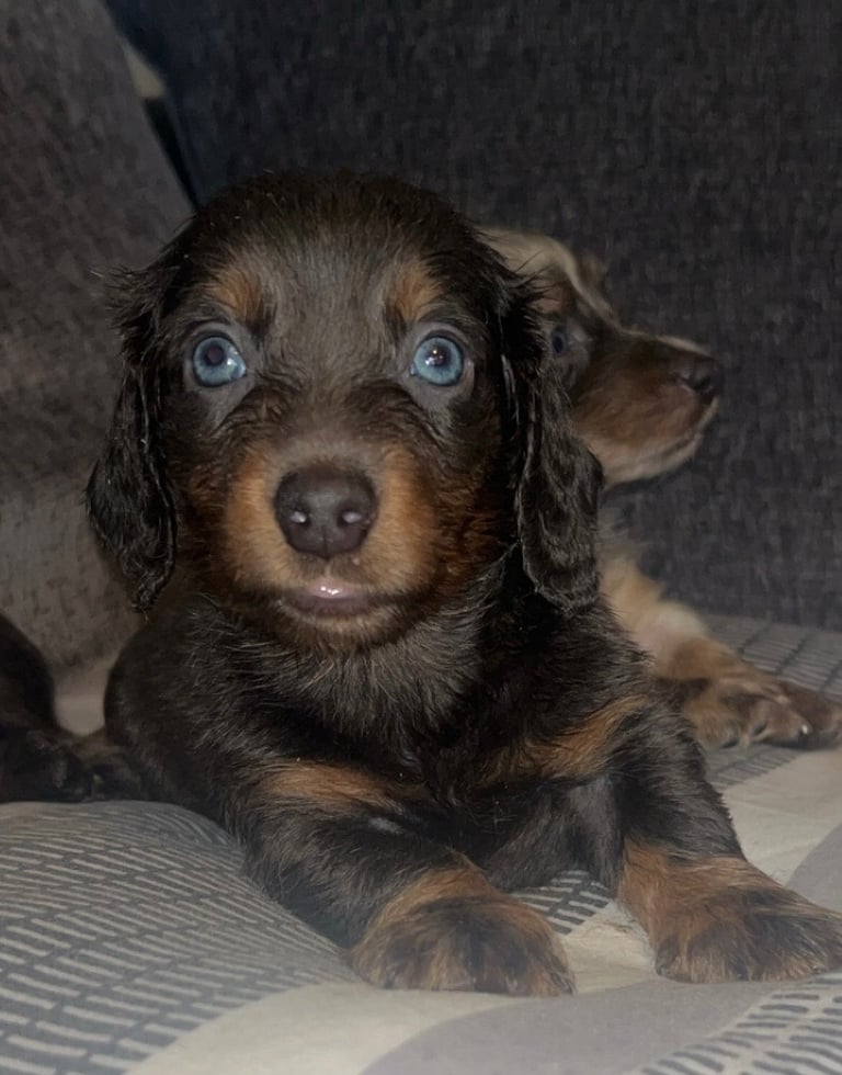 Dachshund puppies ready 20th novemeber 