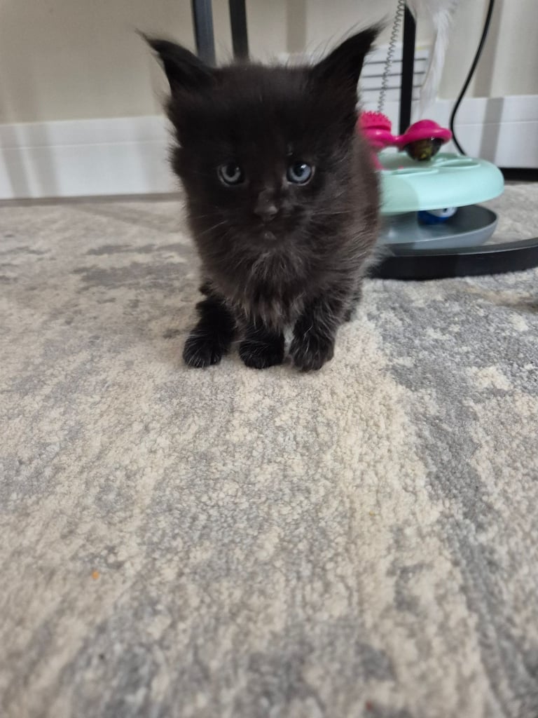 Maine coon kittens