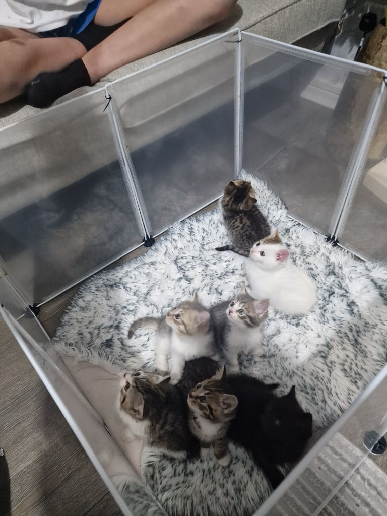 7 kittens 