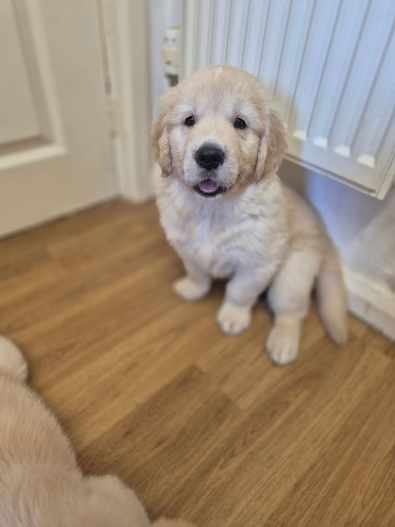 Golden retriever puppies 