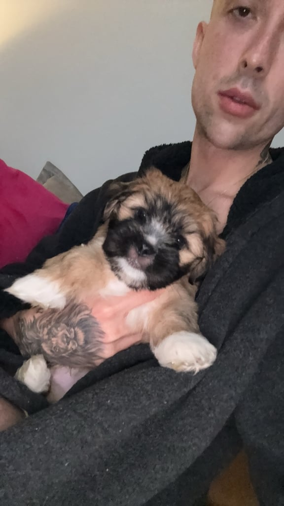 2 Lhasa Apso Puppies 