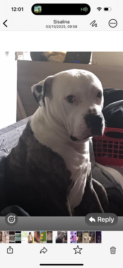 Beautiful American bulldogs 