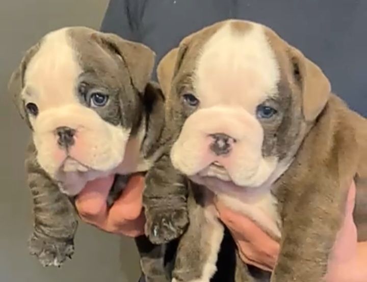 English bulldog puppies 
