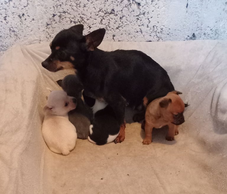 image for Chihuahua puppys