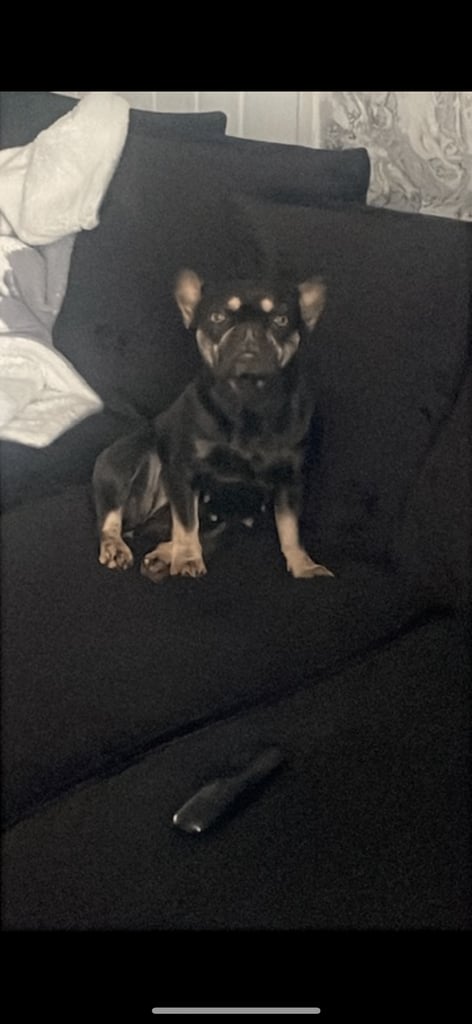 Female French bulldog 