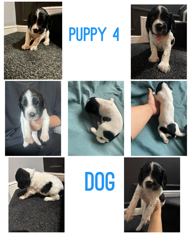 Pups for sale