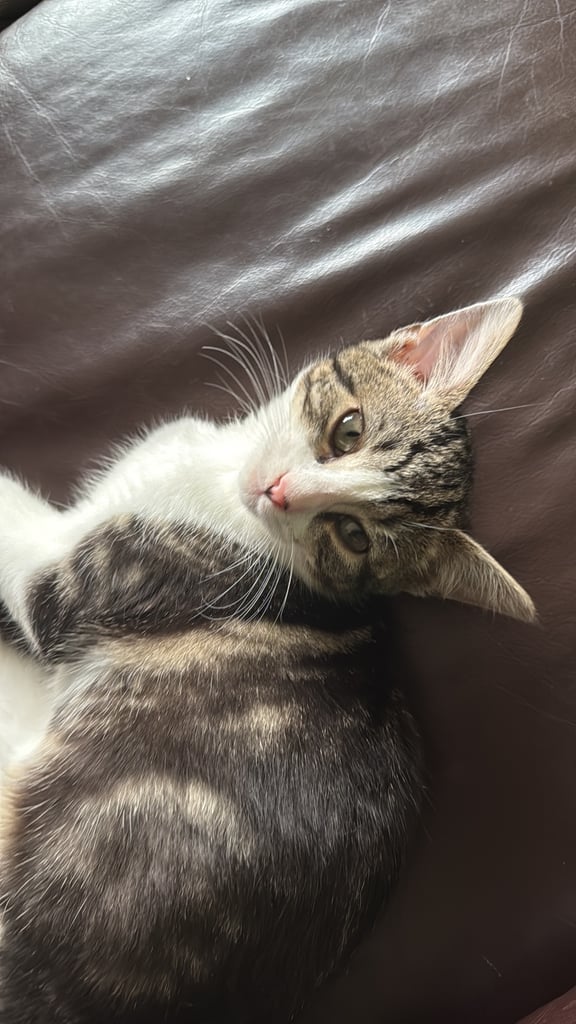 image for 14 week old kitten for sale