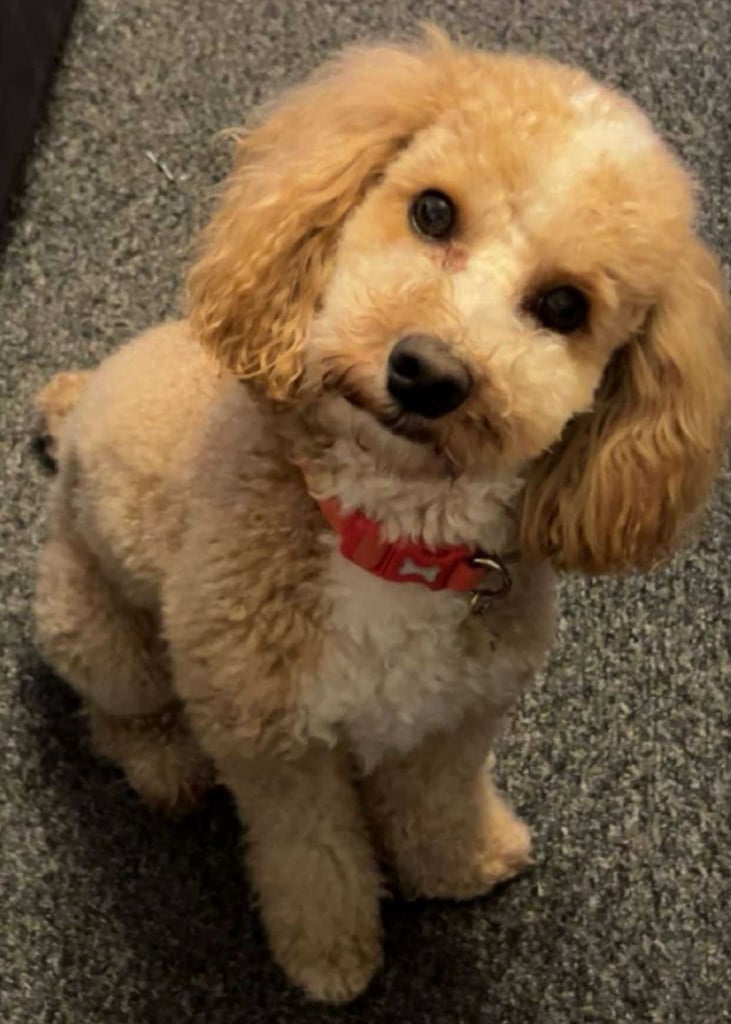 CAVAPOCHO  PUPPIES 8 WEEKS READY NOW