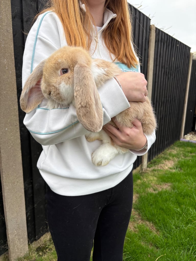image for French lop rabbit male 10weeks old