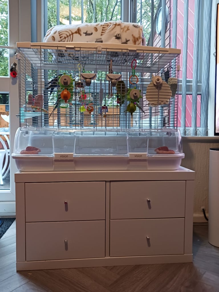 1 female and 2 male budgerigars for sale 