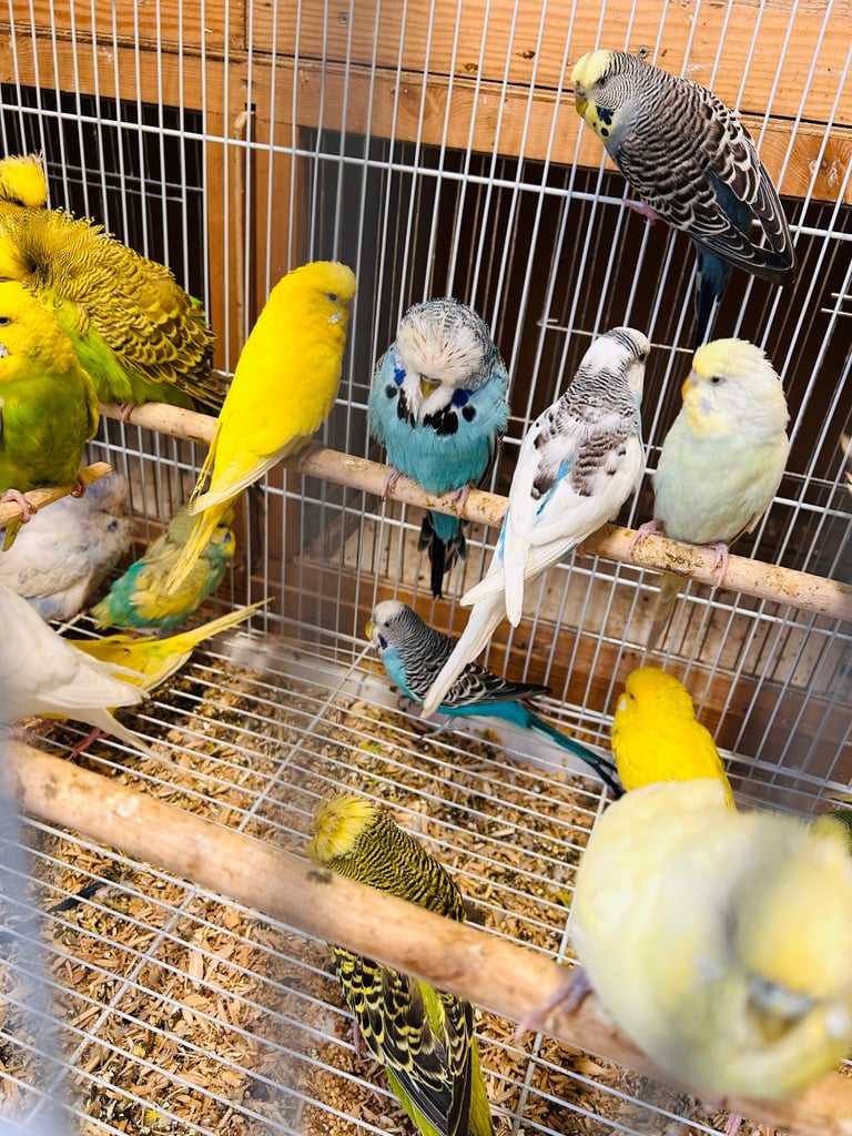 Various budgies for sale 