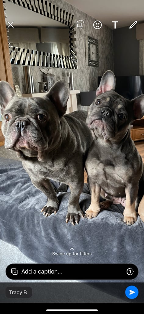 French bulldog puppies 🐾