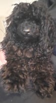 Gorgeous male toy poodle for sale 