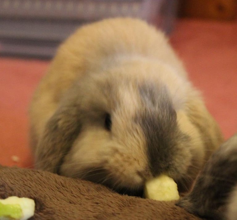Baby mini lop rabbits