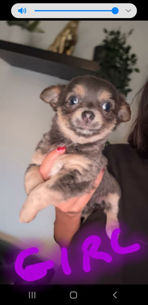 Long haired chihuahua puppys £1100