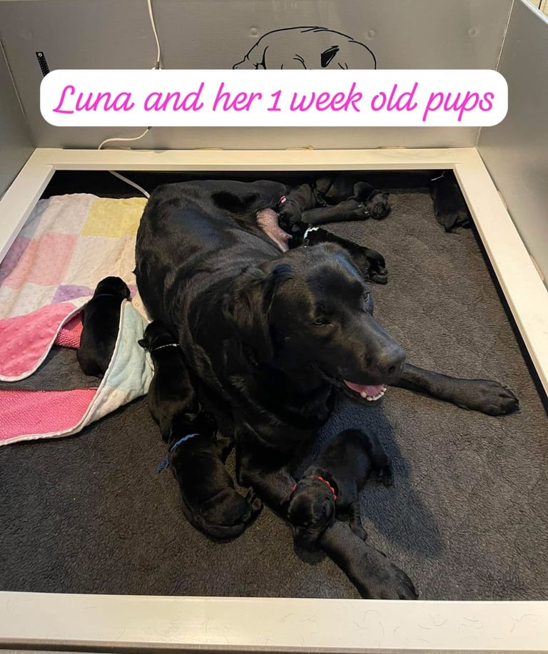 Labrador Retriever Puppies Available Now