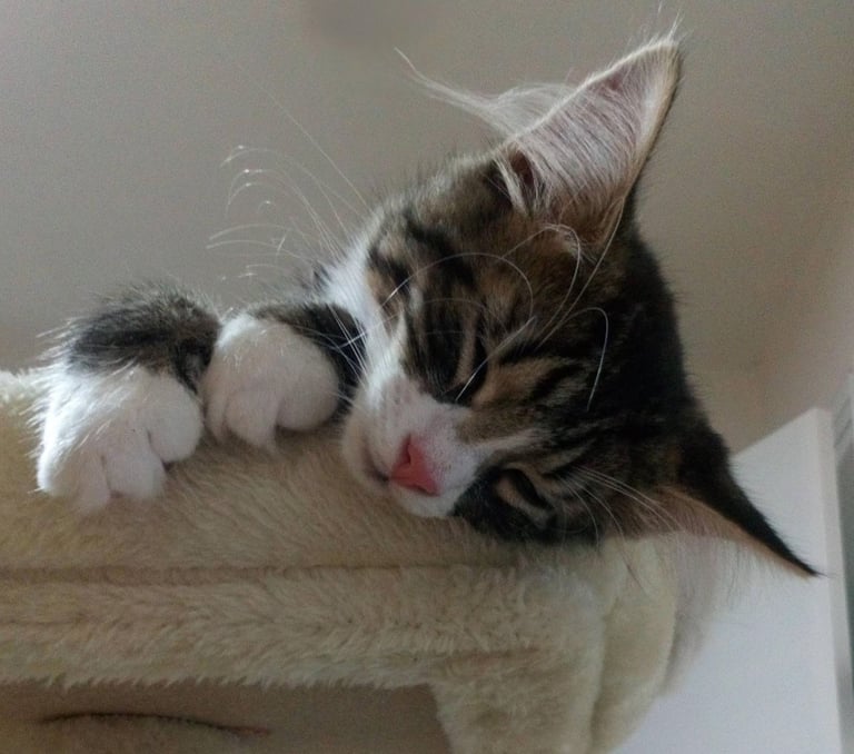 Beautiful tabby boy kitten for sale