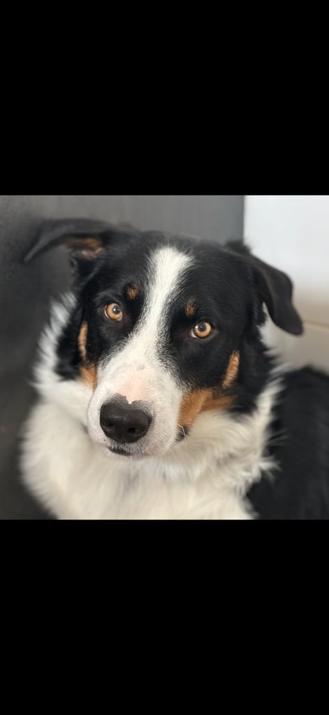 image for 2.5-Year-Old Border Collie (Heading Dog Type) Jax Needs a Loving, Experienced Home 🐾