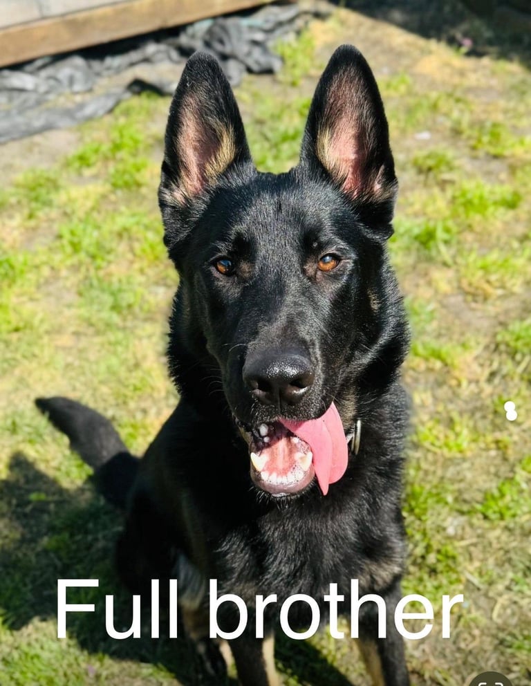 German Shepard Puppies