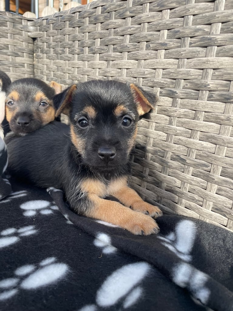 BEAUTIFUL JACK RUSSELL PUPPIES 