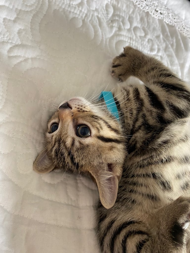 4 beautiful Bengal X kittens Boys £200