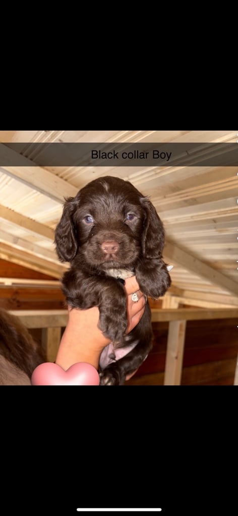 Cocker Spaniel Puppies