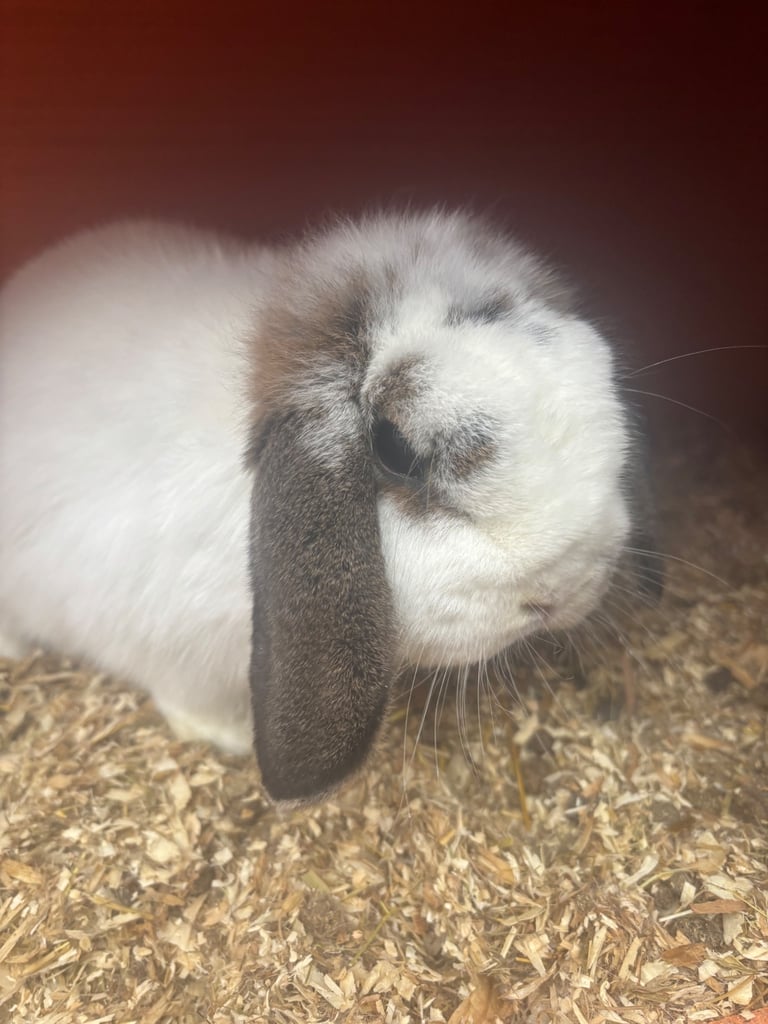 image for 6 month old rabbit