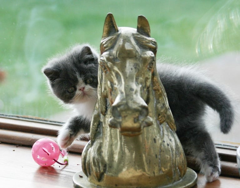 EXOTIC MALE BLUE AND WHITE KITTENS