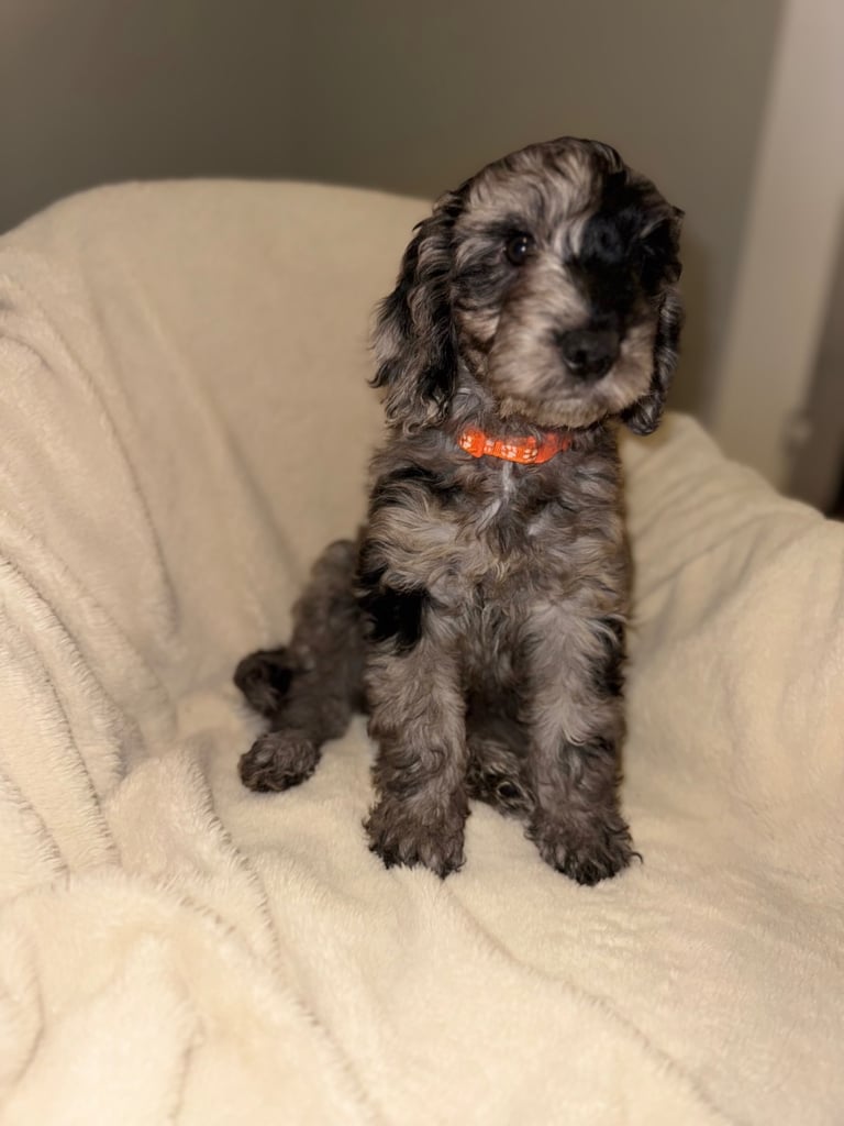 F1 Cockapoo puppies