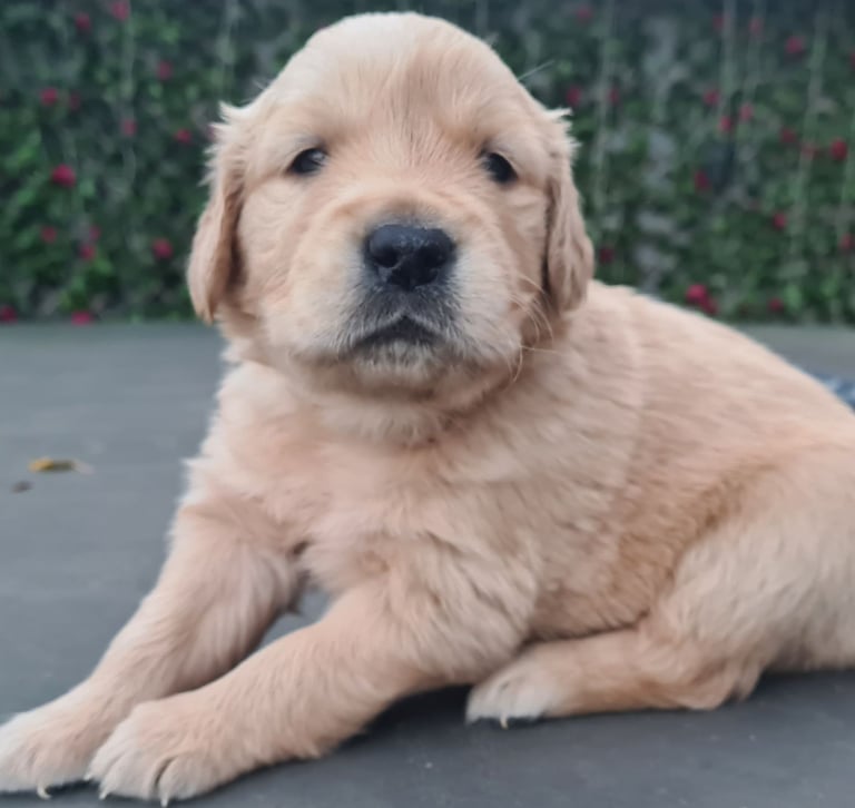 Golden retriever puppies