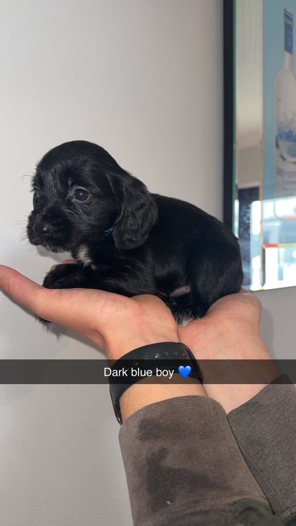 Cocker spaniel puppies 