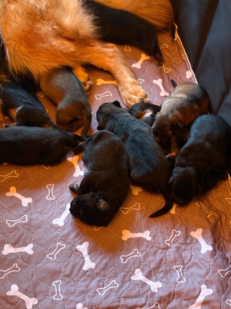 German Shepard puppies for sale 