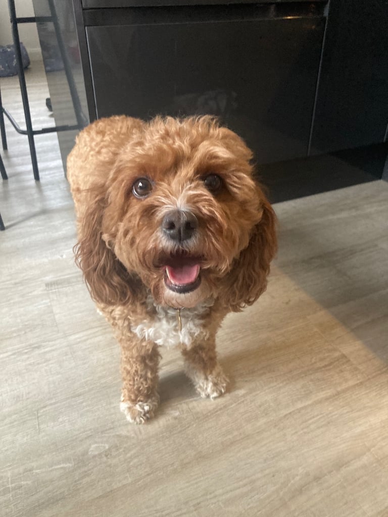 Beautiful Cavapoochon