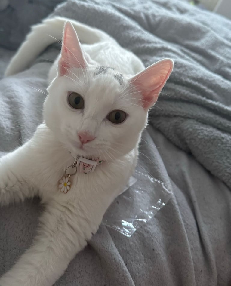 5 stunning Adult cats for rehome