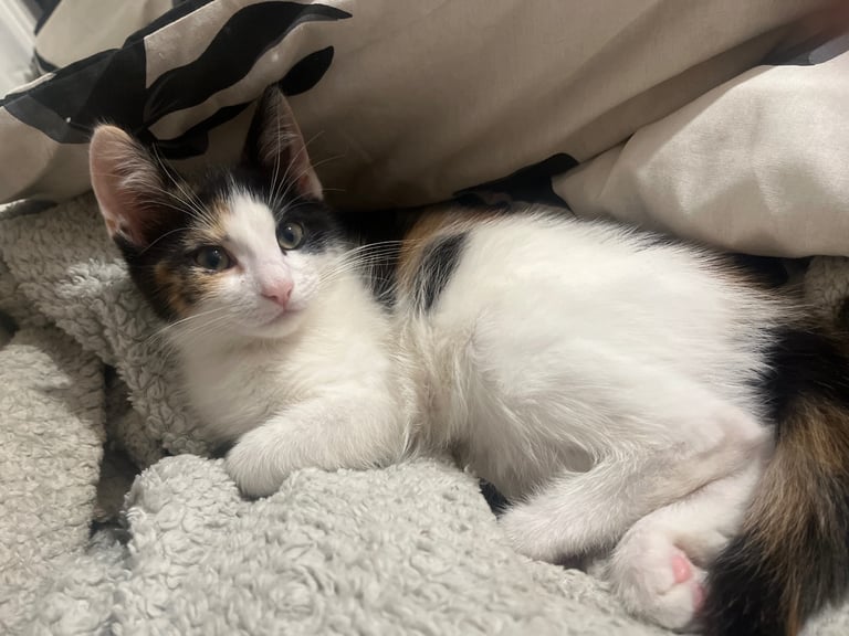 Calico kitten 